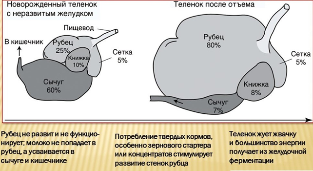 Развитие рубца у телят